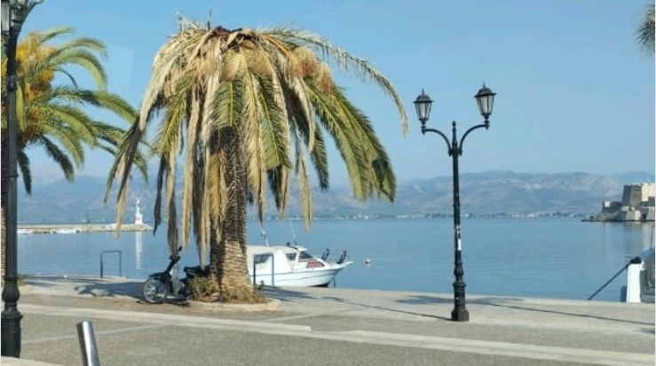 Ντροπή σας , οι φοίνικες είναι η ομορφιά κ η κληρονομιά της πόλης του Ναυπλίου